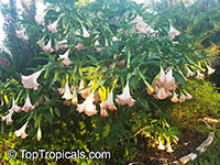 Brugmansia hybrid Peach, Angels Trumpet

Click to see full-size image