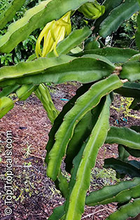 Hylocereus sp., Pitaya, Pitahaya, Dragon Fruit, Strawberry Pear