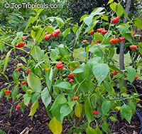 Capsicum baccatum, Starfish Pepper, Brazilian Starfish, Christmas Bell, Bishops Crown

Click to see full-size image