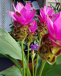 Curcuma alismatifolia, Siam Tulip

Click to see full-size image