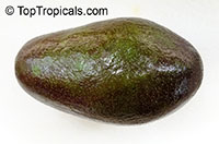 Avocado tree Bacon, Grafted (Persea americana)

Click to see full-size image