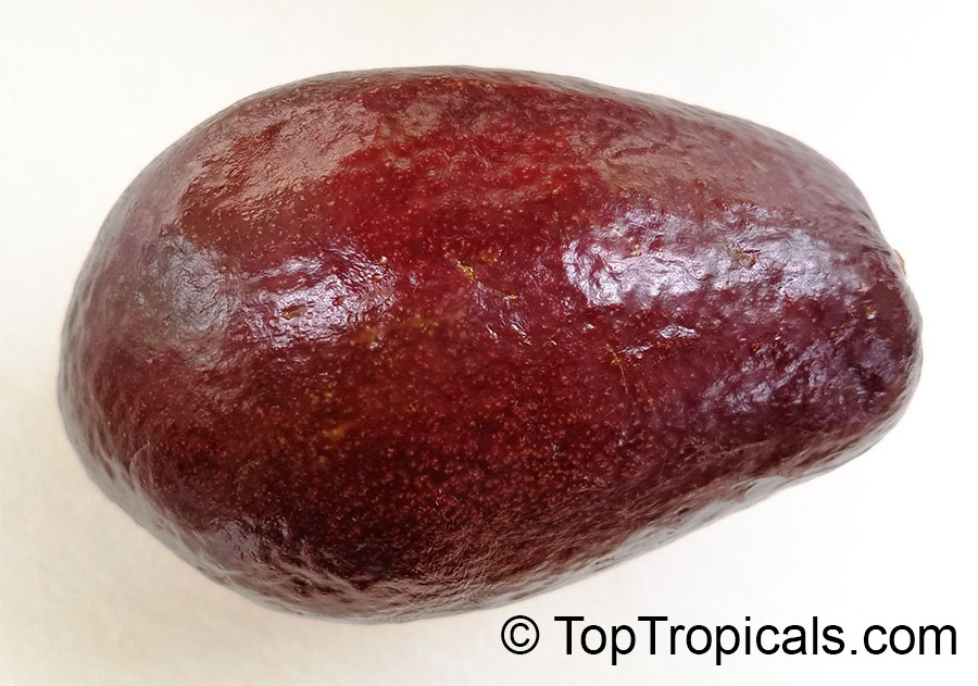 Avocado fruit, red