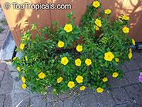 Turnera ulmifolia, Turnera angustifolia, Yellow Alder, Sundrops, Damiana

Click to see full-size image