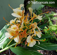 Hedychium flavum, Yellow Butterfly Ginger, Nardo Ginger Lily

Click to see full-size image