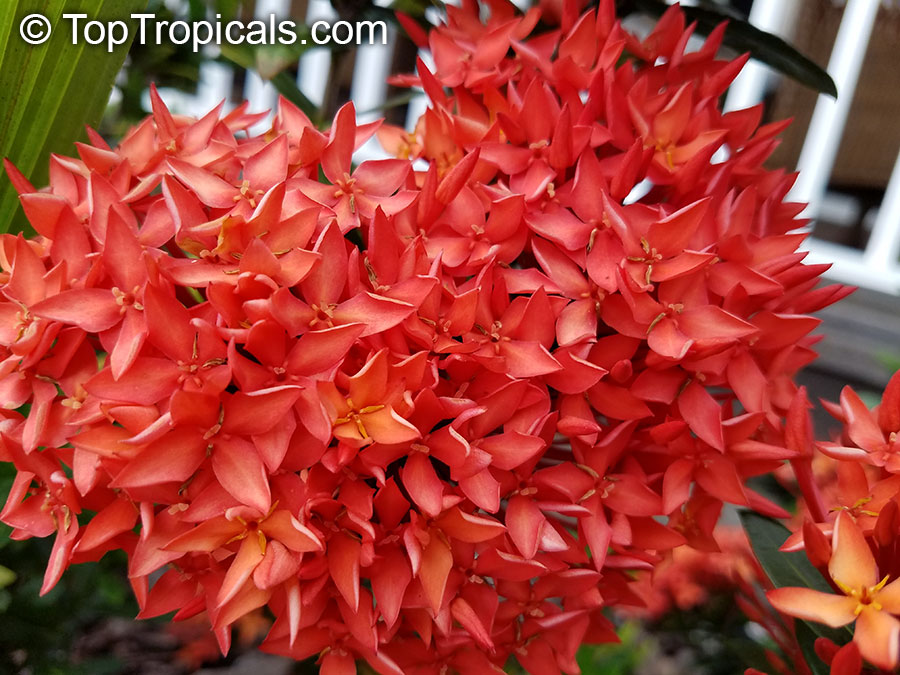 Ixora sp., Jungle Flame, Needle Flower