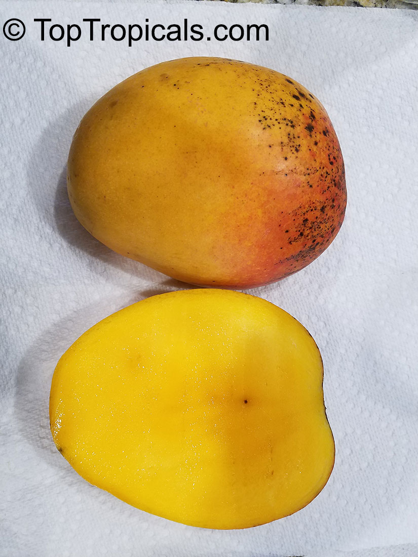 Mango tree Gold Nugget, Grafted (Mangifera indica)