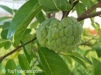 Annona squamosa, Sugar Apple, Custard Apple, Sweetsop-Anon, Sweetsop, Atis, Sitafal, Seetha Payam, Araticum, Sharifa