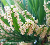 Phyllanthus angustifolius, Foliage Flower

Click to see full-size image