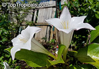 Portlandia grandiflora, Bell Flower, Glorious Flower of Cuba, White Horse Flower, Tree Lily

Click to see full-size image