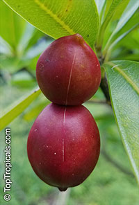 Ochrosia elliptica, Bloodhorn, Mangrove Ochrosia

Click to see full-size image