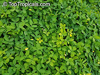 Arachis glabrata, Golden Glory, Ornamental Peanut Grass

Click to see full-size image