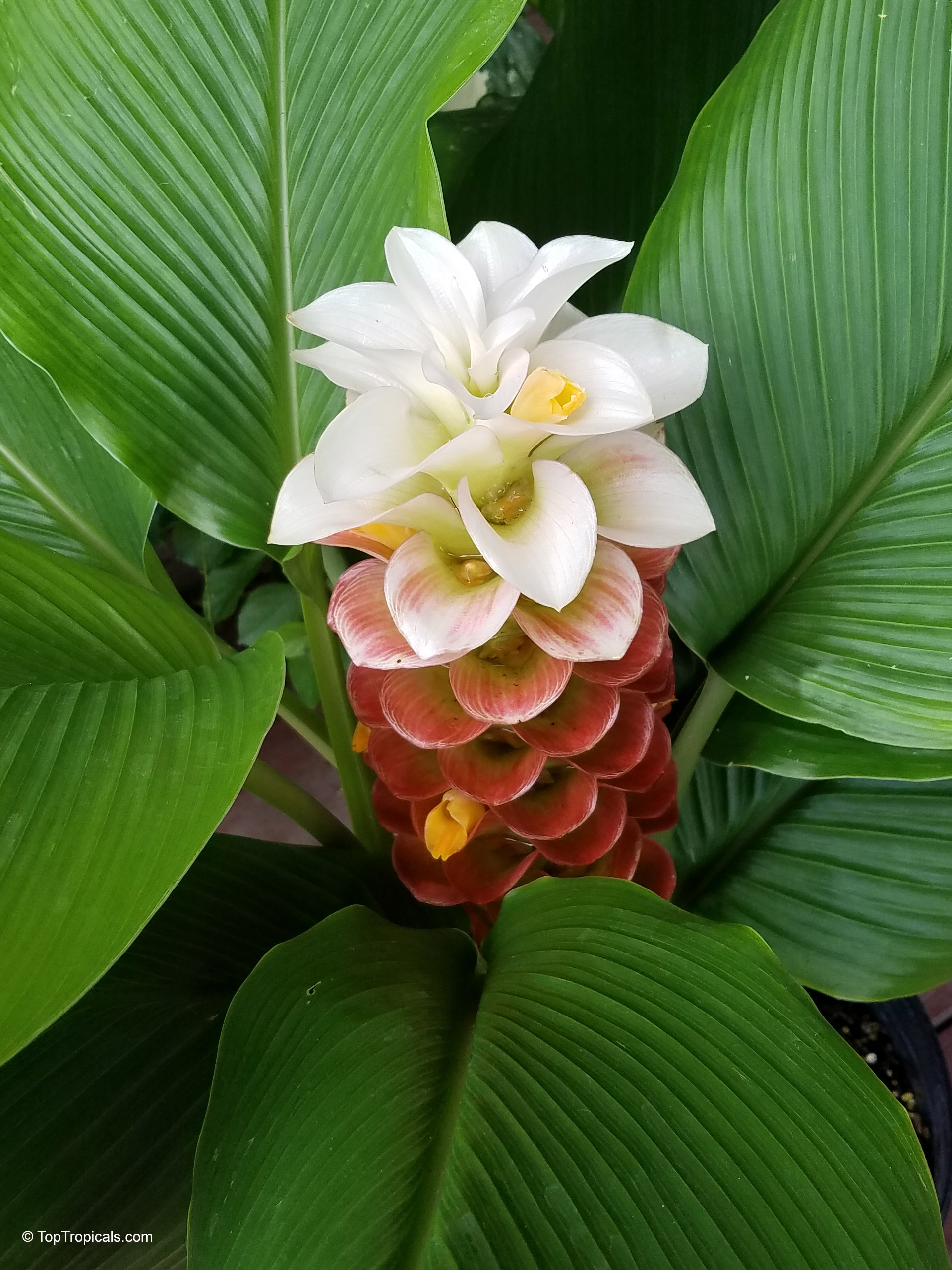 Curcuma sp. (Curcuma Katie) flower emerging from broad, lush green foliage in a container. Curcuma sp. (Curcuma Katie) white pink flower close up with thick green leaves surrounding it.