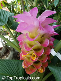 Curcuma Sp., Siam Tulip, Turmeric - Toptropicals.com