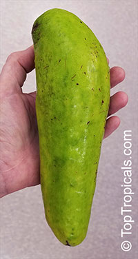 Persea americana, Persea gratissima, Avocado, Alligator Pear, Aguacate, Abacate

Click to see full-size image