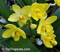 Spathoglottis Lemon Kiss - Sorbet Ground Orchid