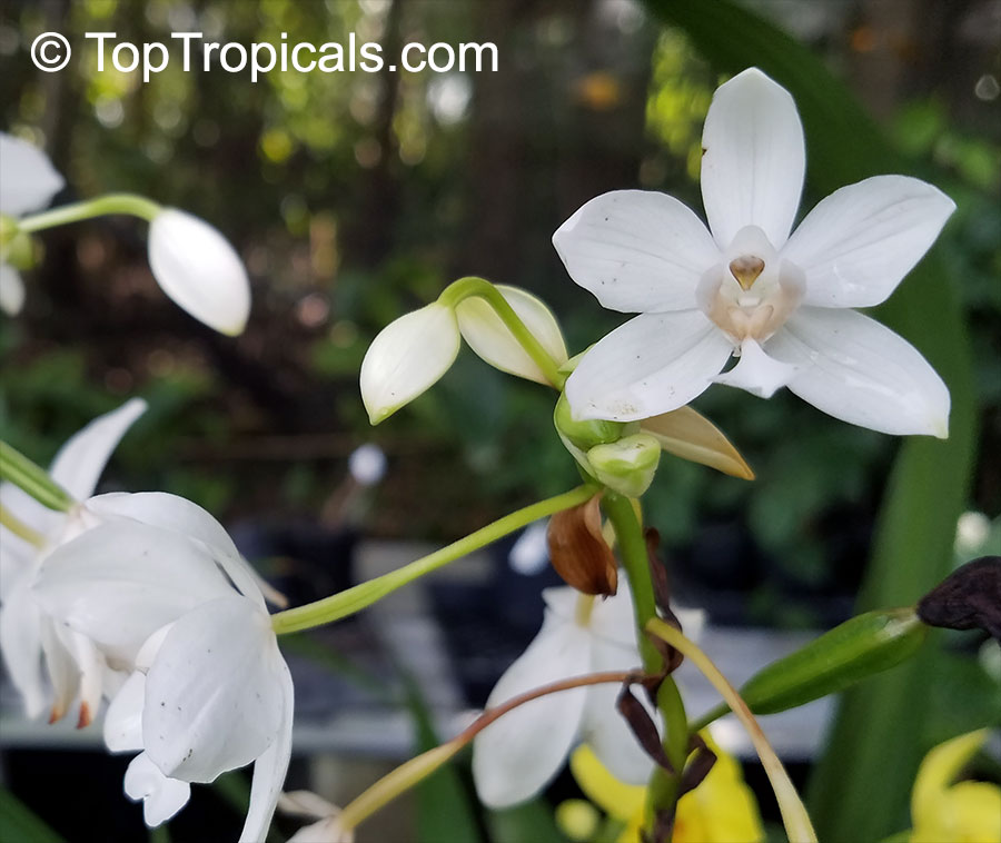 Spathoglottis plicata, Ground Orchid, Garden Orchid. Spathoglottis 'White Angel'