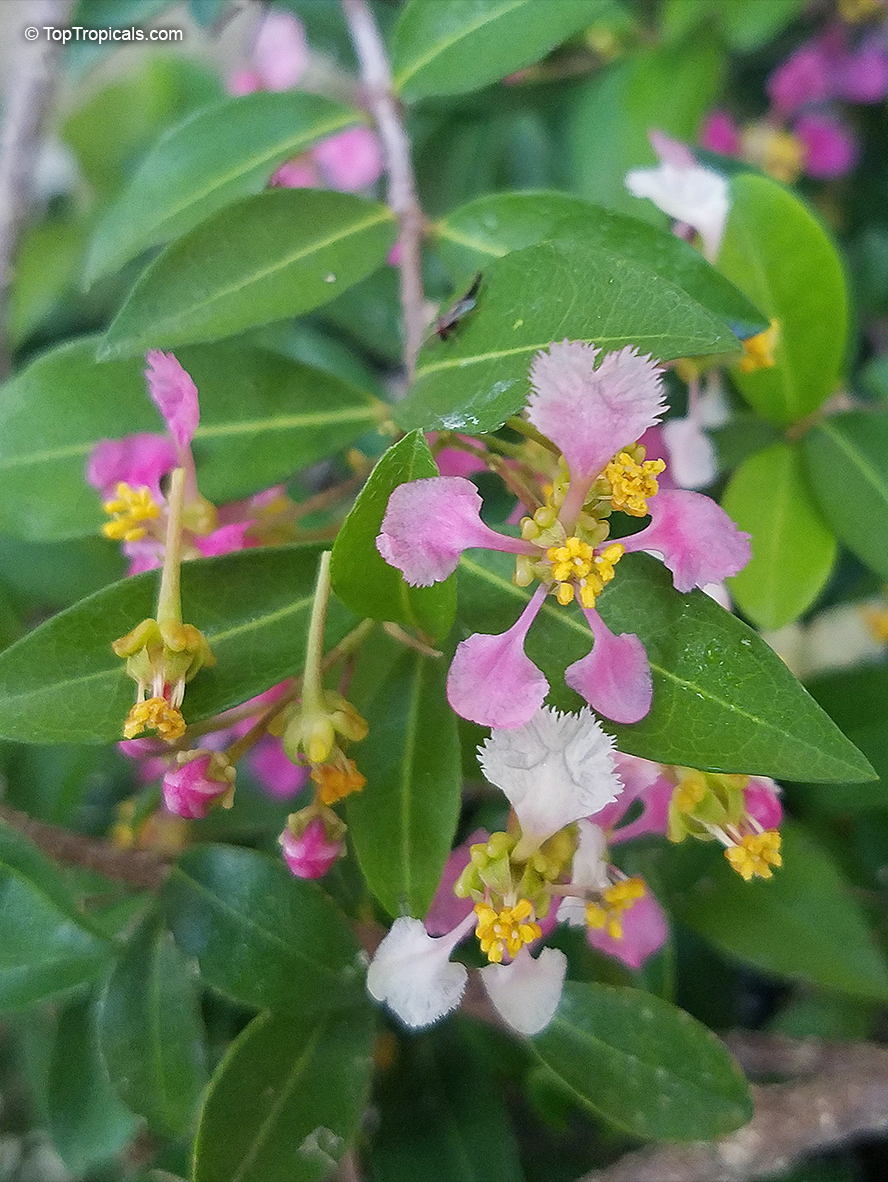 Malpighia punicifolia Nana, Barbados-Cherry, Acerola, Dwarf Pink Mound, Malphigia, Cerejeira