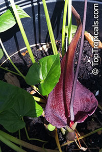 Typhonium roxburghii, Dwarf Voodoo Lily, Black Flowered Dead Rat Lily 

Click to see full-size image