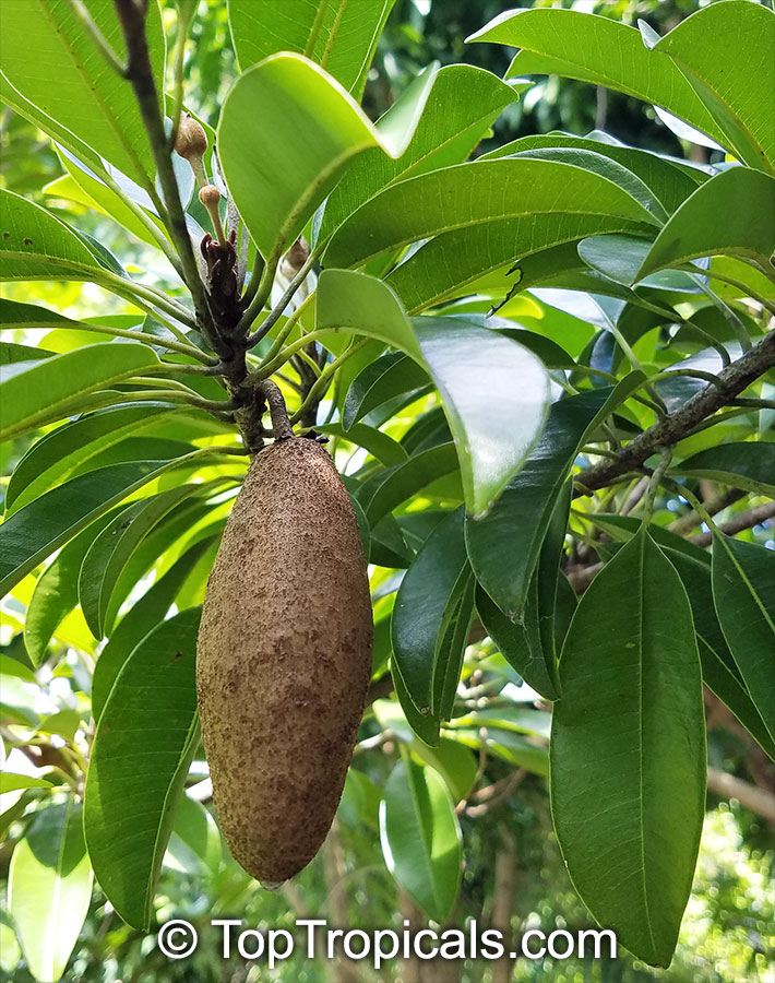 Chicle tree fruit