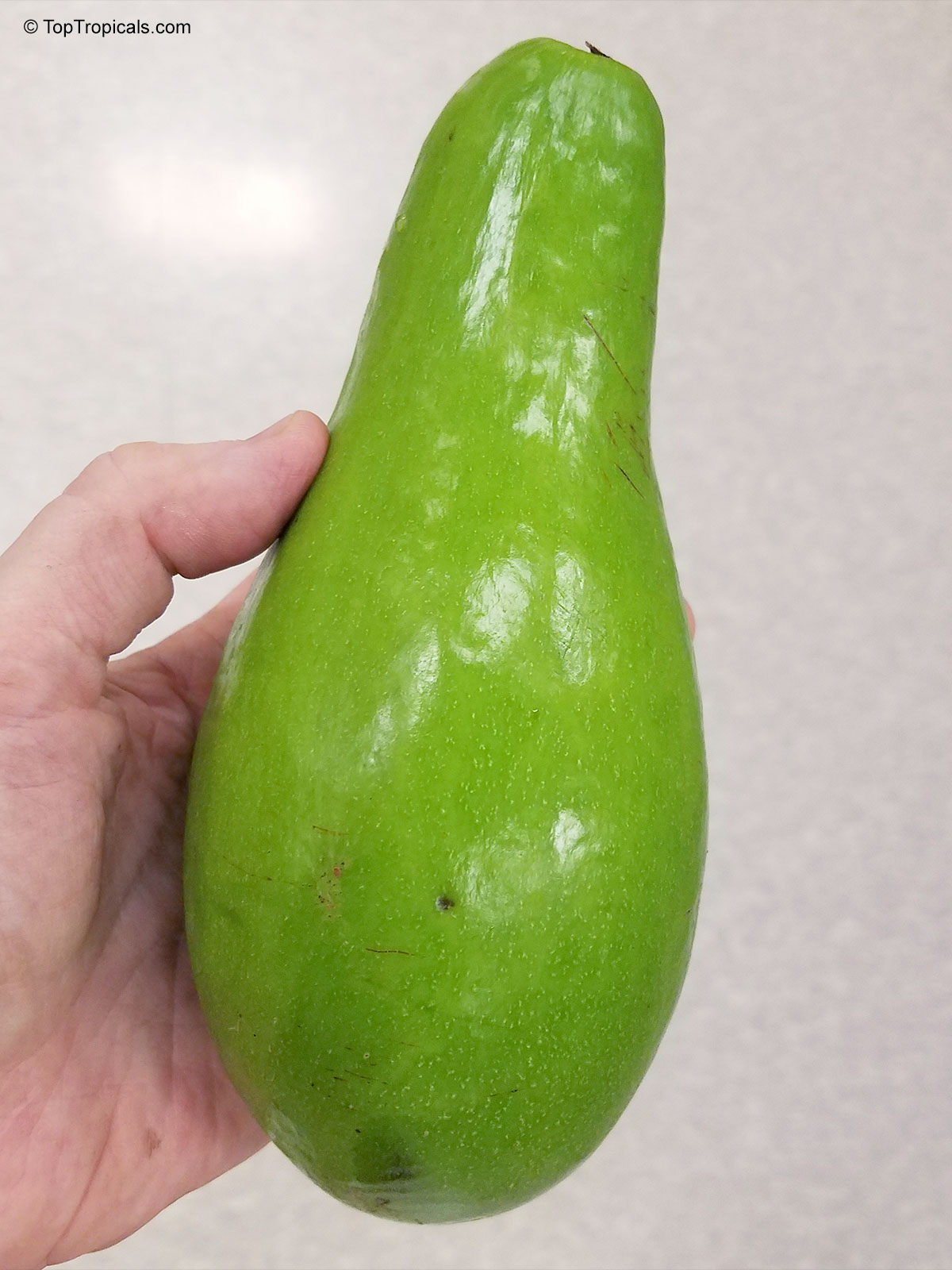 Persea americana (Avocado) fruit with smooth light green skin held by a human hand. Persea americana (Avocado) bright green fruit held in a hand for close up view
