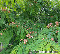 Cassia marginata, Red Shower Tree, Red or Rose Cassia, Rainbow Tree

Click to see full-size image