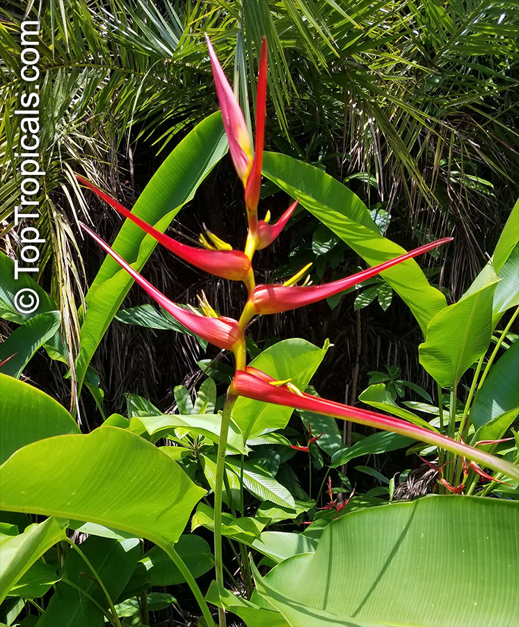 Heliconia latispatha, Expanded Lobsterclaw