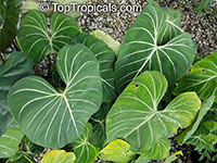 Philodendron gloriosum, Glorious Jungle Philodendron 