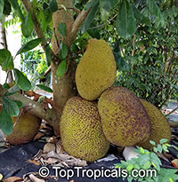 Artocarpus heterophyllus, Artocarpus integrifolius, Jackfruit, Jakfruit, Langka, Nangka, Jaca

Click to see full-size image