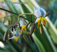 Dianella sp., Flax Lily

Click to see full-size image