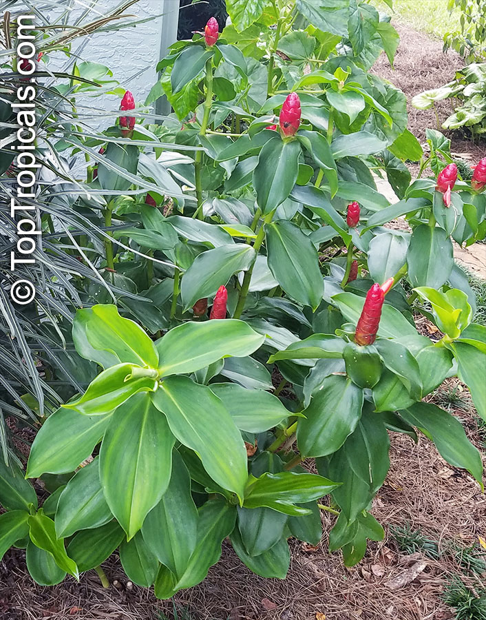 Costus woodsonii, Red Button Ginger, Scarlet spiral flag, French Kiss, Dwarf Cone Ginger