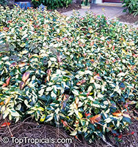 Trachelospermum asiaticum Tricolor, Goshiki Kazura, Tricolor Star Jasmine, Variegated trechelospermum