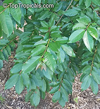 Psidium friedrichsthalianum, Costa Rica Cas Fruit, Cas Guava

Click to see full-size image