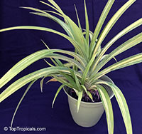 Chlorophytum sp., Spider Plant

Click to see full-size image