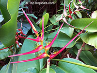 Heliconia latispatha, Expanded Lobsterclaw

Click to see full-size image