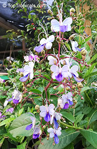 Clerodendrum ugandense, Rotheca myricoides, Butterfly Clerodendrum, Blue Butterfly Bush, Blue Glory Bower, Blue Wings

Click to see full-size image