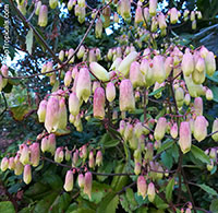 Bryophyllum pinnatum, Kalanchoe pinnata, Bryophyllum calycinum, Bahamas Breath Plant, Hawaiian Air Plant

Click to see full-size image
