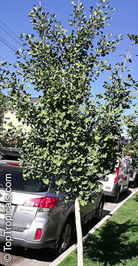 Ginkgo biloba, Fossil tree, Maidenhair tree, Japanese silver apricot

Click to see full-size image