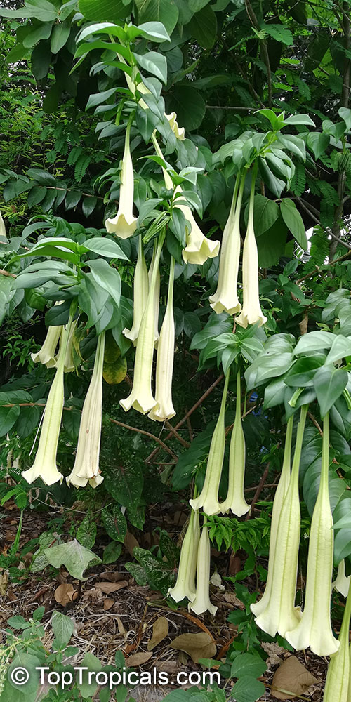 Cubanola domingensis, Portlandia domingensis, Cubanola, Tree Lily, Campanita Criolla