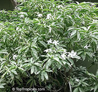 Tabernaemontana sp. variegata, Variegated Tabernaemontana

Click to see full-size image
