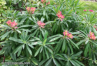Euphorbia punicea, Jamaican Poinsettia

Click to see full-size image