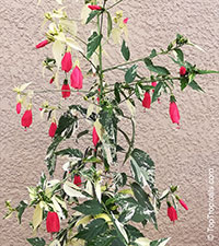 Malvaviscus arboreus penduliflorus, Sleepy Hibiscus, Mexican Turk's Cap

Click to see full-size image