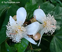 Bixa orellana, Lipstick tree, Annatto, Achiote
