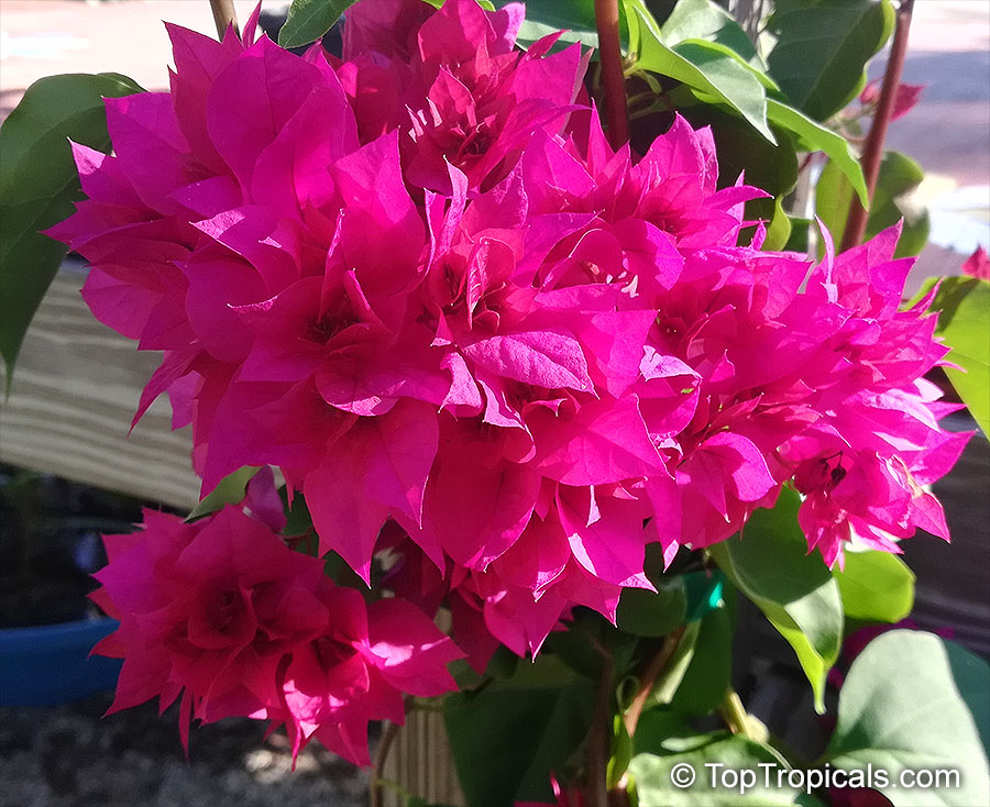 Bougainvillea sp., Bougainvillea. Bougainvillea 'Double Red' 
