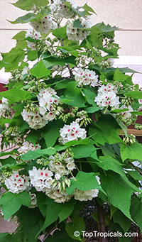 Dombeya burgessiae - Fragrant White

Click to see full-size image