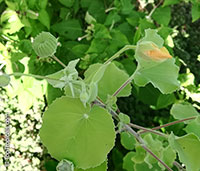 Abutilon indicum, Sida indica, Abutilon hirtum, Indian mallow