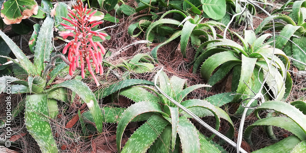 Aloe sp., Aloe