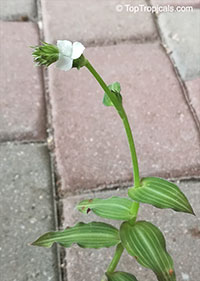 Callisia gentlei var. elegans, Callisia elegans, Callisia