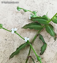 Callisia gentlei var. elegans, Callisia elegans, Callisia