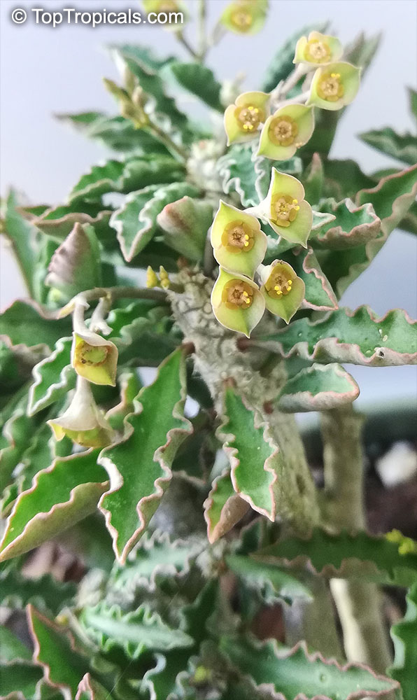 Euphorbia decaryi, Euphorbia