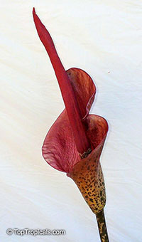 Amorphophallus konjac, Voodoo Lily

Click to see full-size image